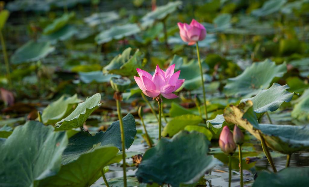 shutterstock_1585585414 (1).jpg