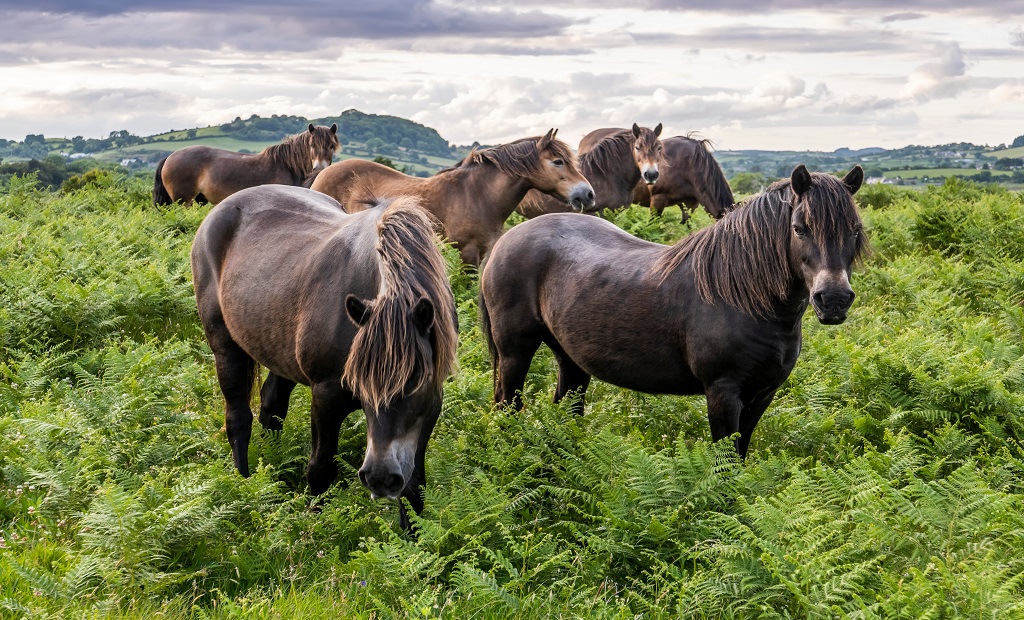 shutterstock_1472996276 (1).jpg