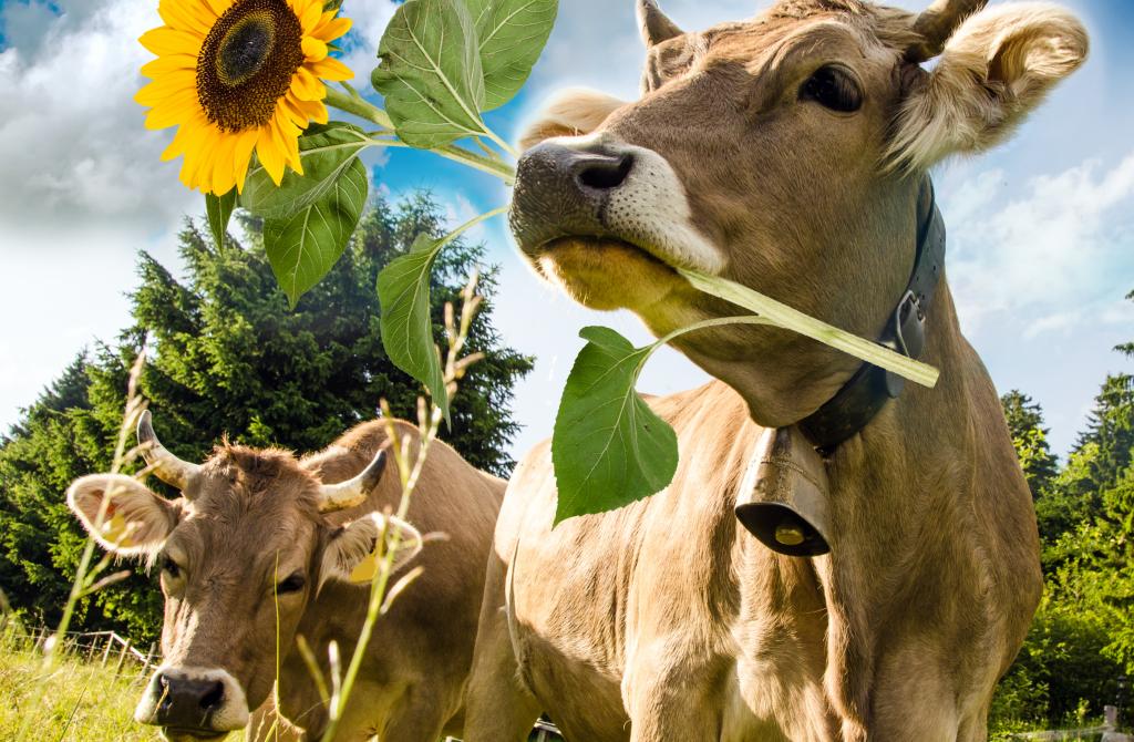 shutterstock_1315766678 (1).jpg