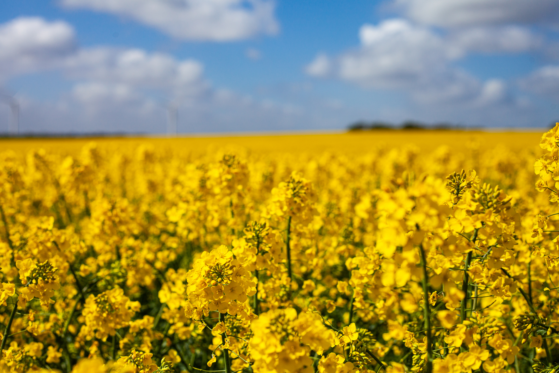 shutterstock_1712113330 (1).jpg