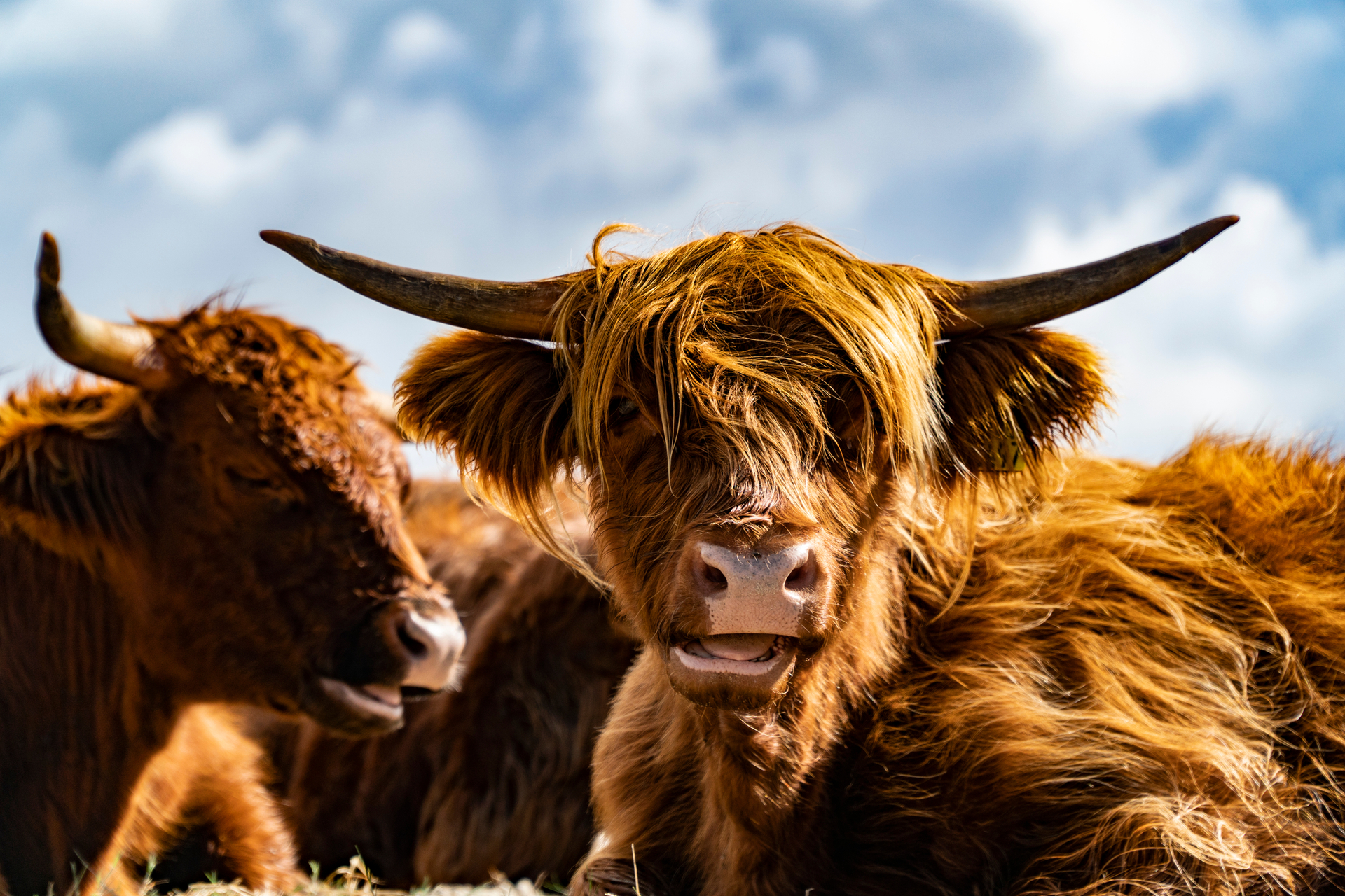 shutterstock_1149602720 (1).jpg