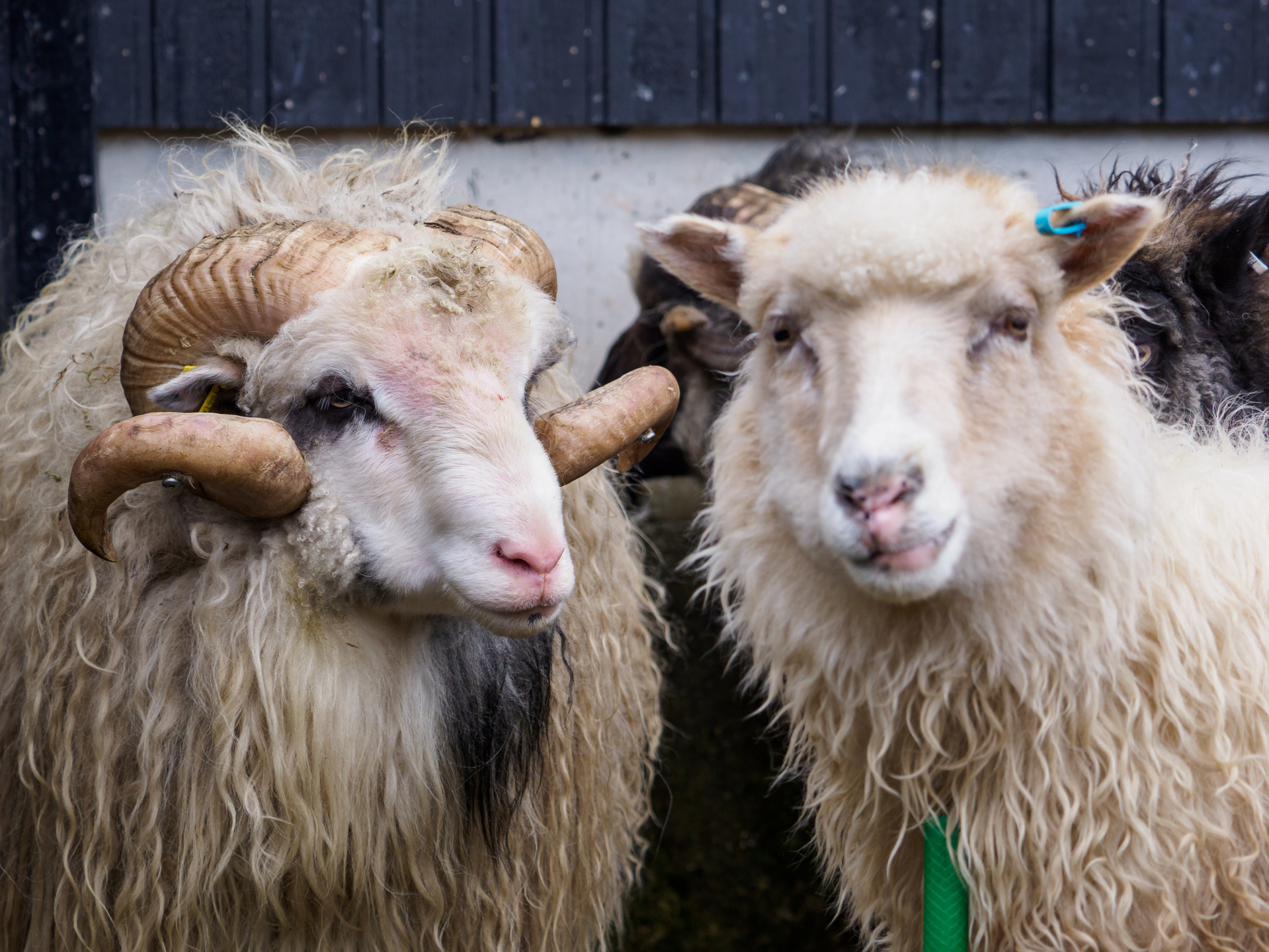 shutterstock_1869794482 (1).jpg