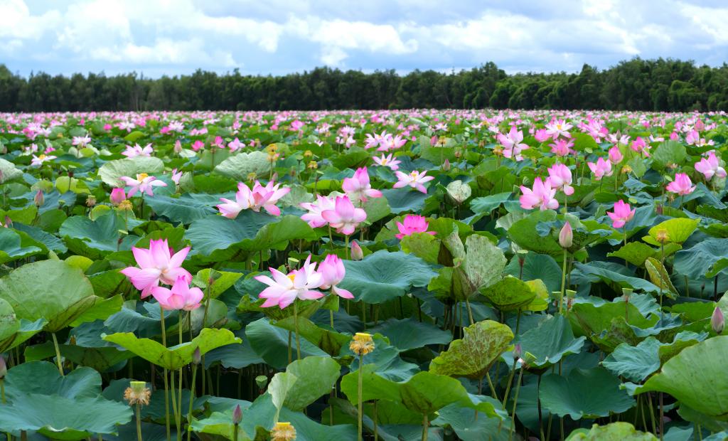 shutterstock_731320477 (1).jpg